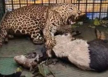 വയനാട് കല്ലൂർ നമ്പ്യാർകുന്നിൽ ഭീതി വിതച്ച പുലി കൂട്ടിൽ കുടുങ്ങി