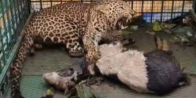 വയനാട് കല്ലൂർ നമ്പ്യാർകുന്നിൽ ഭീതി വിതച്ച പുലി കൂട്ടിൽ കുടുങ്ങി