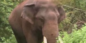 പി ടി ഫൈവ് കാട്ടാനയെ മയക്കുവെടി വെച്ച് ദൗത്യ സംഘം