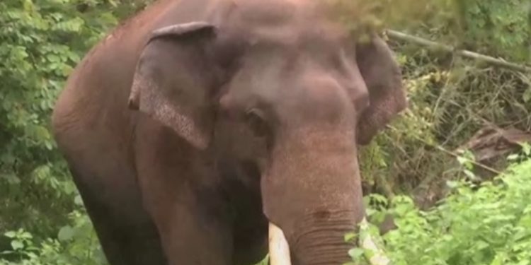 പി ടി ഫൈവ് കാട്ടാനയെ മയക്കുവെടി വെച്ച് ദൗത്യ സംഘം