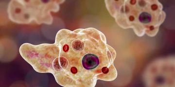 മലബാറിലെ മൂന്ന് ജില്ലകളിൽ അമീബിക് മസ്തിഷ്ക ജ്വരം സ്ഥിരീകരിച്ചതോടെ ആശങ്ക കൂടുന്നു