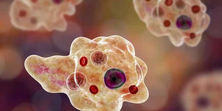 മലബാറിലെ മൂന്ന് ജില്ലകളിൽ അമീബിക് മസ്തിഷ്ക ജ്വരം സ്ഥിരീകരിച്ചതോടെ ആശങ്ക കൂടുന്നു