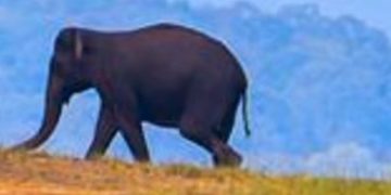 വയോധികയെ ആക്രമിച്ച് കൊലപ്പെടുത്തിയ കാട്ടാനയെ വനപാലകര്‍ കൂട്ടപറമ്പില്‍ കണ്ടെത്തി