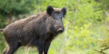 പാലക്കാട് വാണിയംകുളം ഗ്രാമപഞ്ചായത്തിൽ ഉപദ്രവകാരികളായ കാട്ടുപന്നികളെ കൂട്ടത്തോടെ വെടിവെച്ചുകൊന്നു