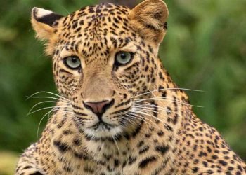 അതിരപ്പിള്ളി മലക്കപ്പാറയില് നാലു വയസുകാരനെ പുലി ആക്രമിച്ചു