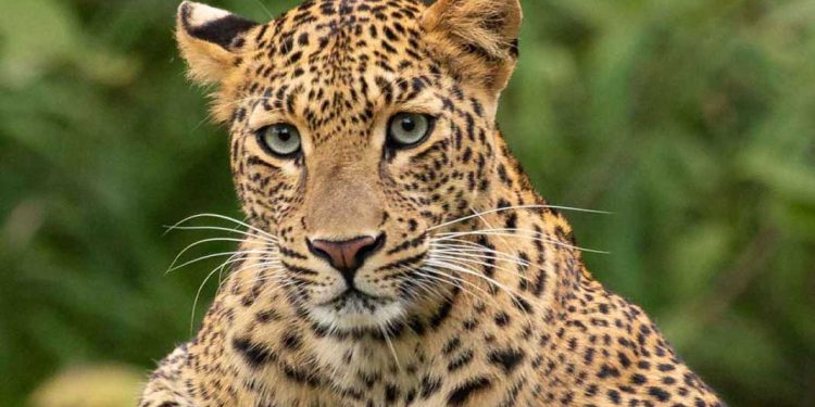 അതിരപ്പിള്ളി മലക്കപ്പാറയില് നാലു വയസുകാരനെ പുലി ആക്രമിച്ചു