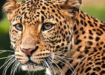 പുലിഭീതിയില് എറണാകുളം മലയാറ്റൂര് നിലീശ്വരം പാണ്ഡ്യന്ചിറ ഗ്രാമവാസികൾ