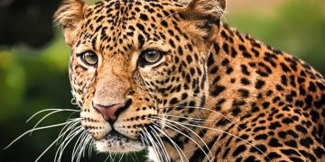 പുലിഭീതിയില്‍ എറണാകുളം മലയാറ്റൂര്‍ നിലീശ്വരം പാണ്ഡ്യന്‍ചിറ ഗ്രാമവാസികൾ