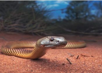 സംസ്ഥാനത്തെ അധ്യാപകർക്ക് പാമ്പ് പിടിക്കാൻ പരിശീലനം
