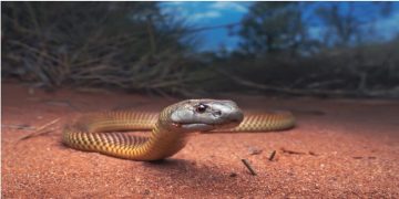 സംസ്ഥാനത്തെ അധ്യാപകർക്ക് പാമ്പ് പിടിക്കാൻ പരിശീലനം
