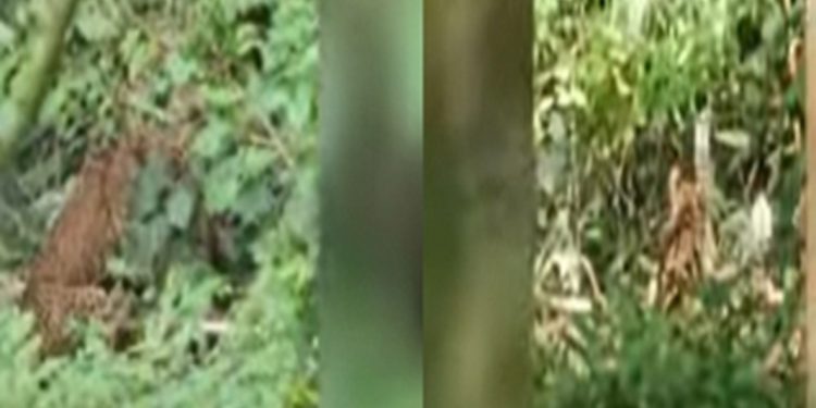 തിരുവനന്തപുരം അമ്പൂരി കാരിക്കുഴിയിൽ പുള്ളിപ്പുലി കുടുങ്ങി